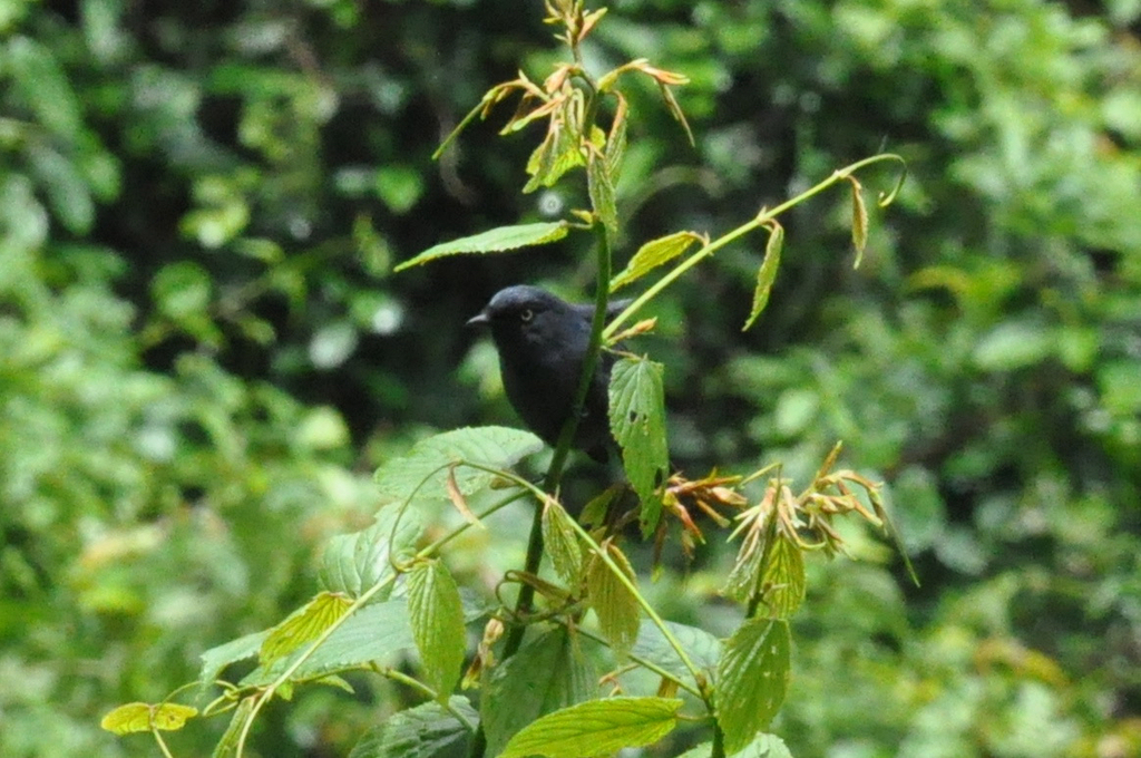 Willard’s Sooty Boubou