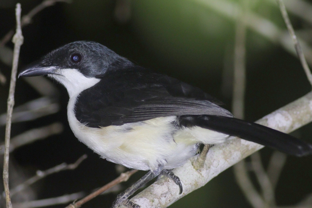East Coast Boubou