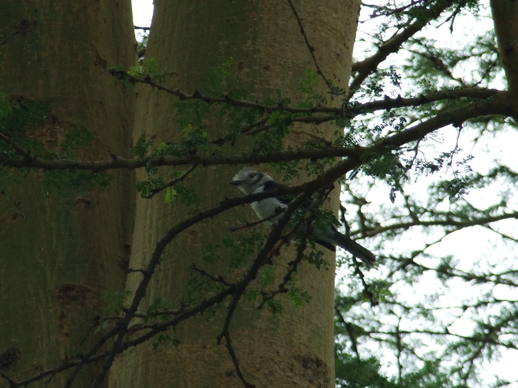 Grey-crested Helmetshrike