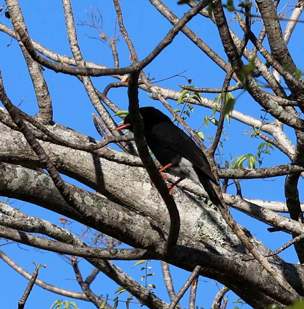 Retz’s Helmetshrike