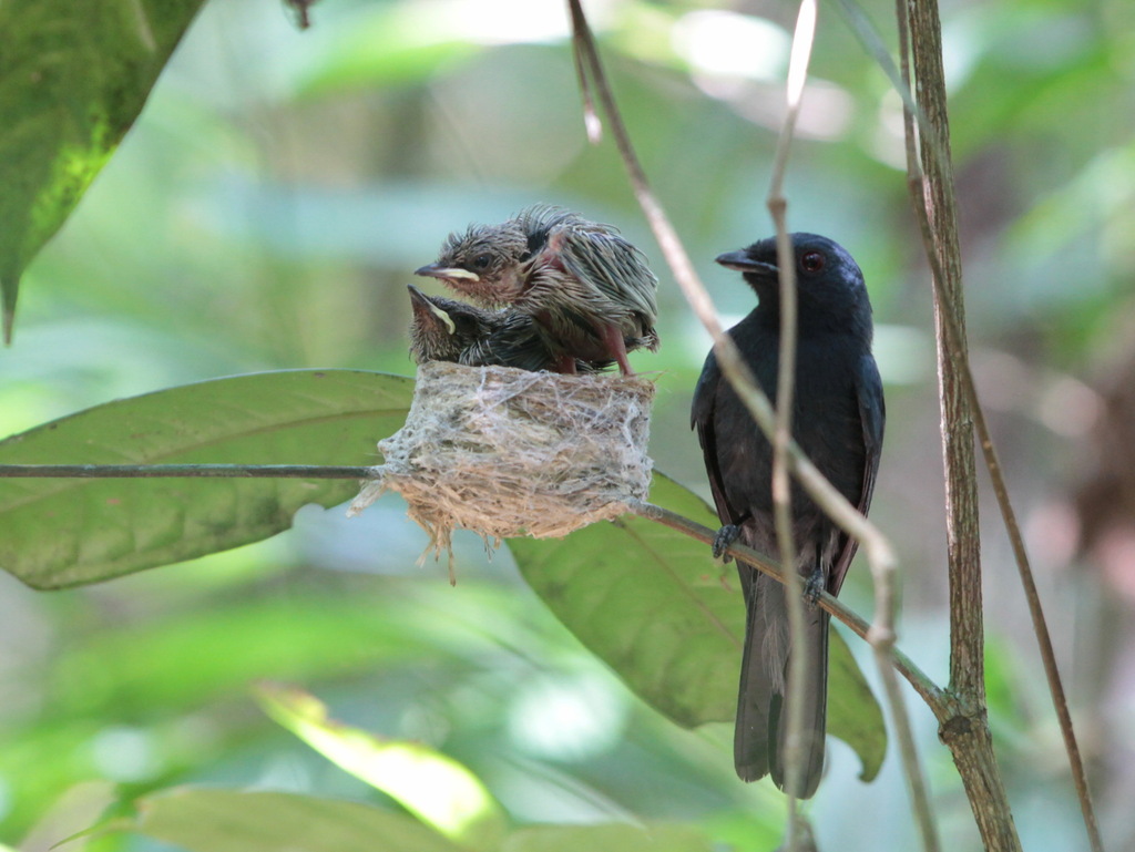 Maroon-breasted Philentoma