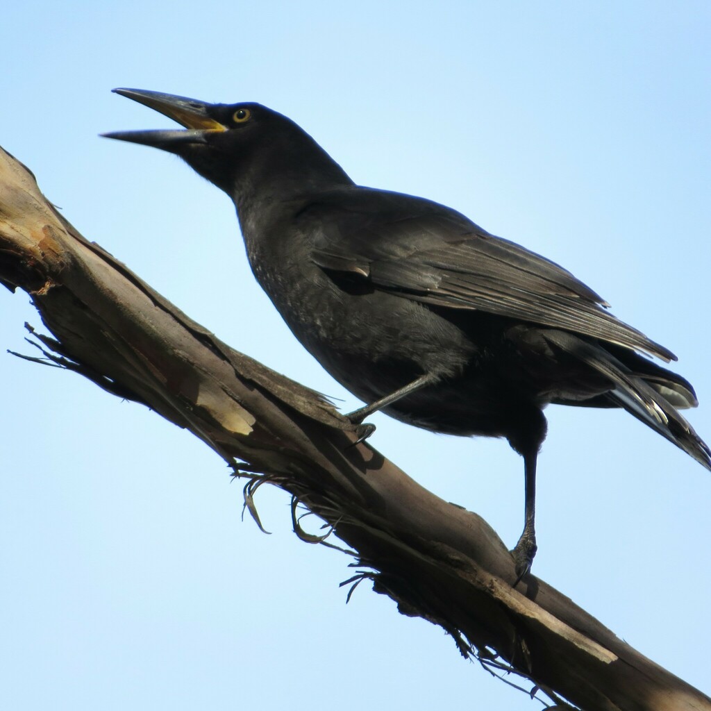 Black Currawong