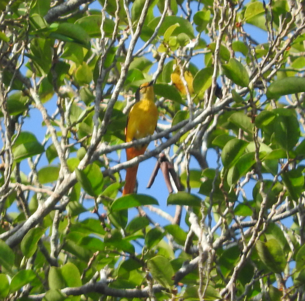 Fiery Minivet