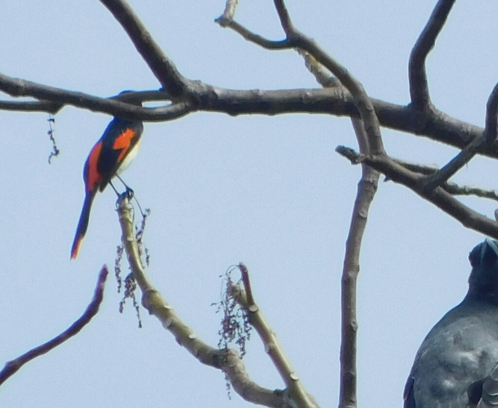Little Minivet