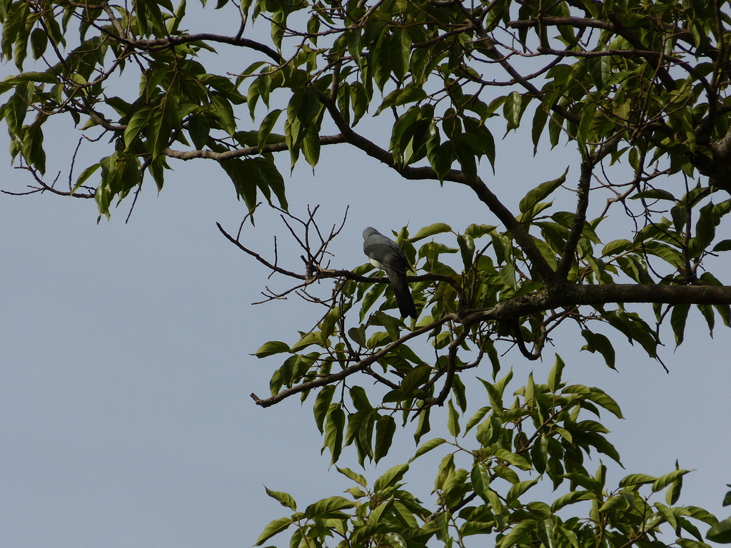 White-breasted Cuckooshrike