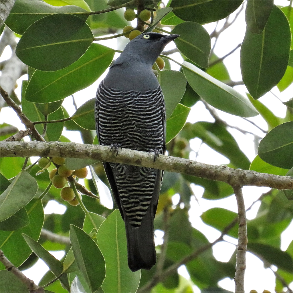 Barred Cuckooshrike