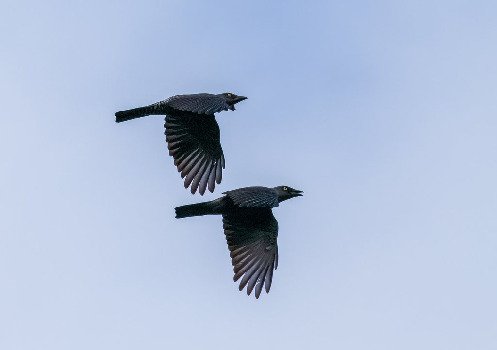 Bar-bellied Cuckooshrike