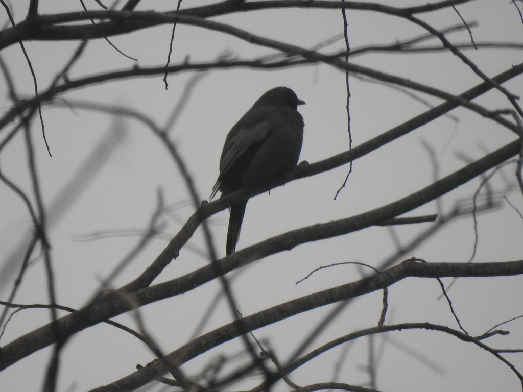 Pale-shouldered Cicadabird