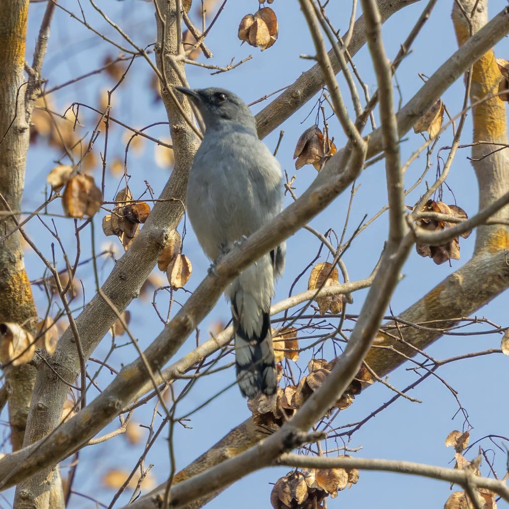 Indochinese Cuckooshrike
