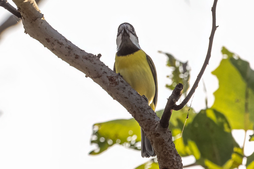 Northern Shriketit