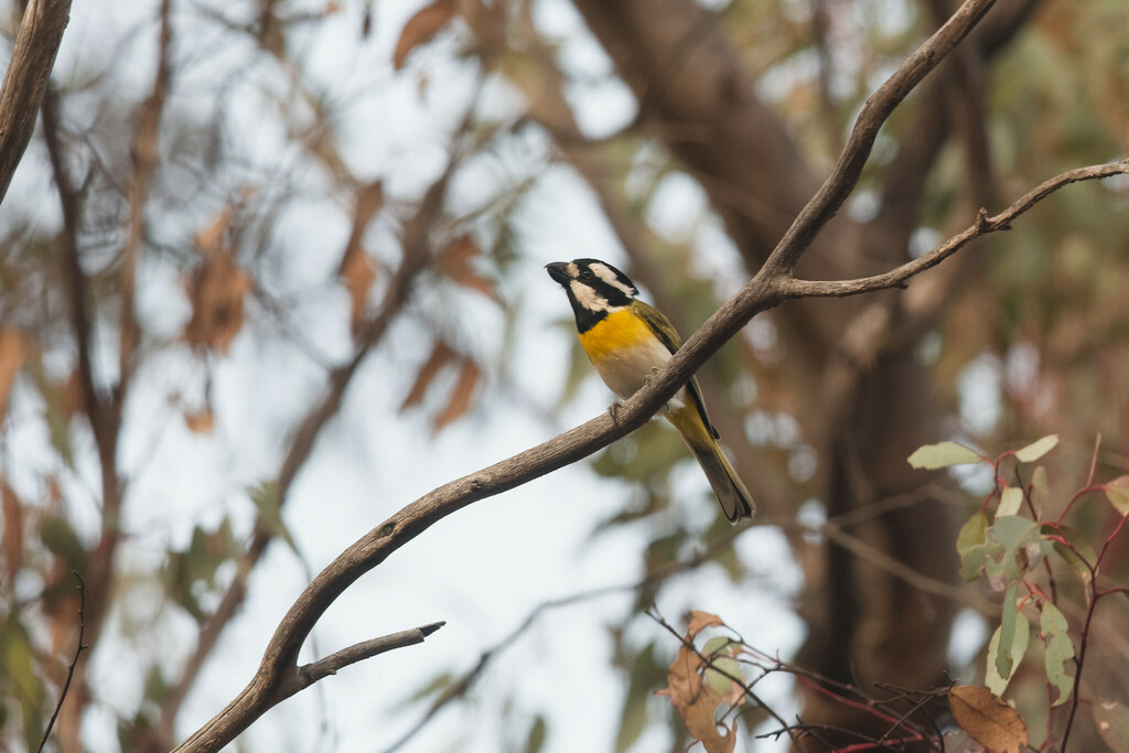 Western Shriketit