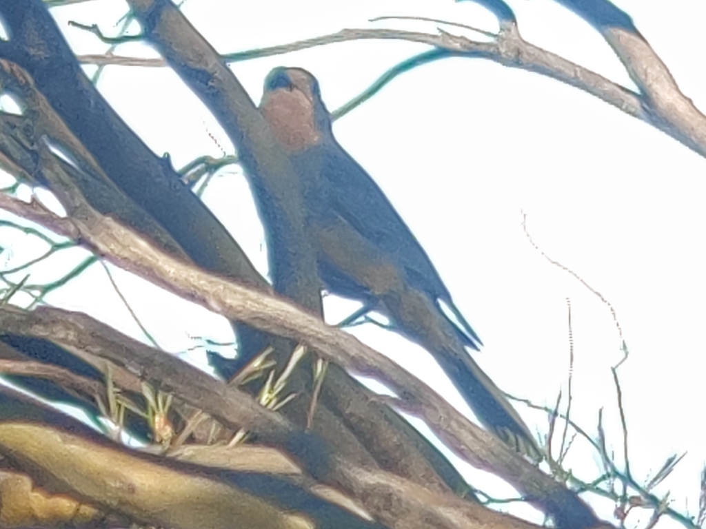 Red-lored Whistler