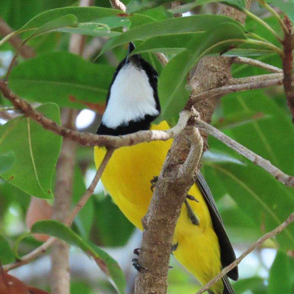 Mangrove Golden Whistler