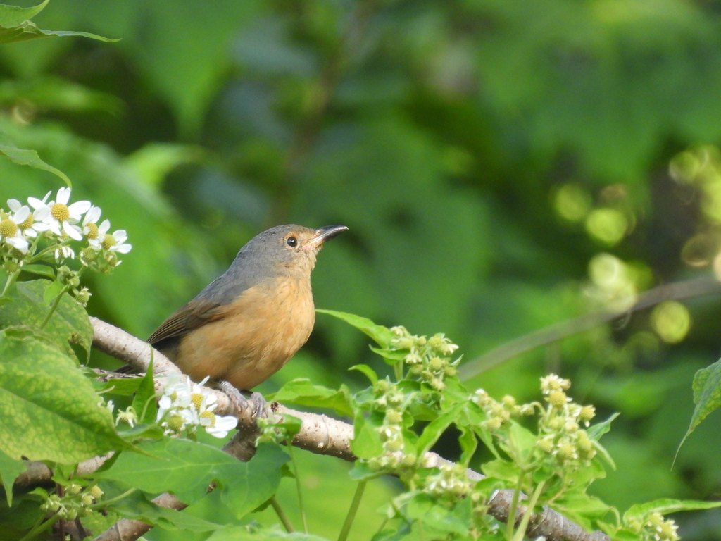 Bower’s Shrikethrush
