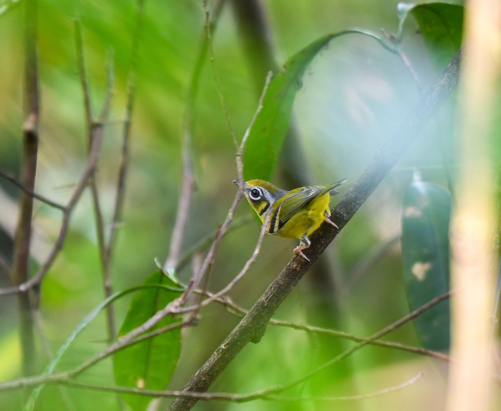 Black-eared Shrike-babbler