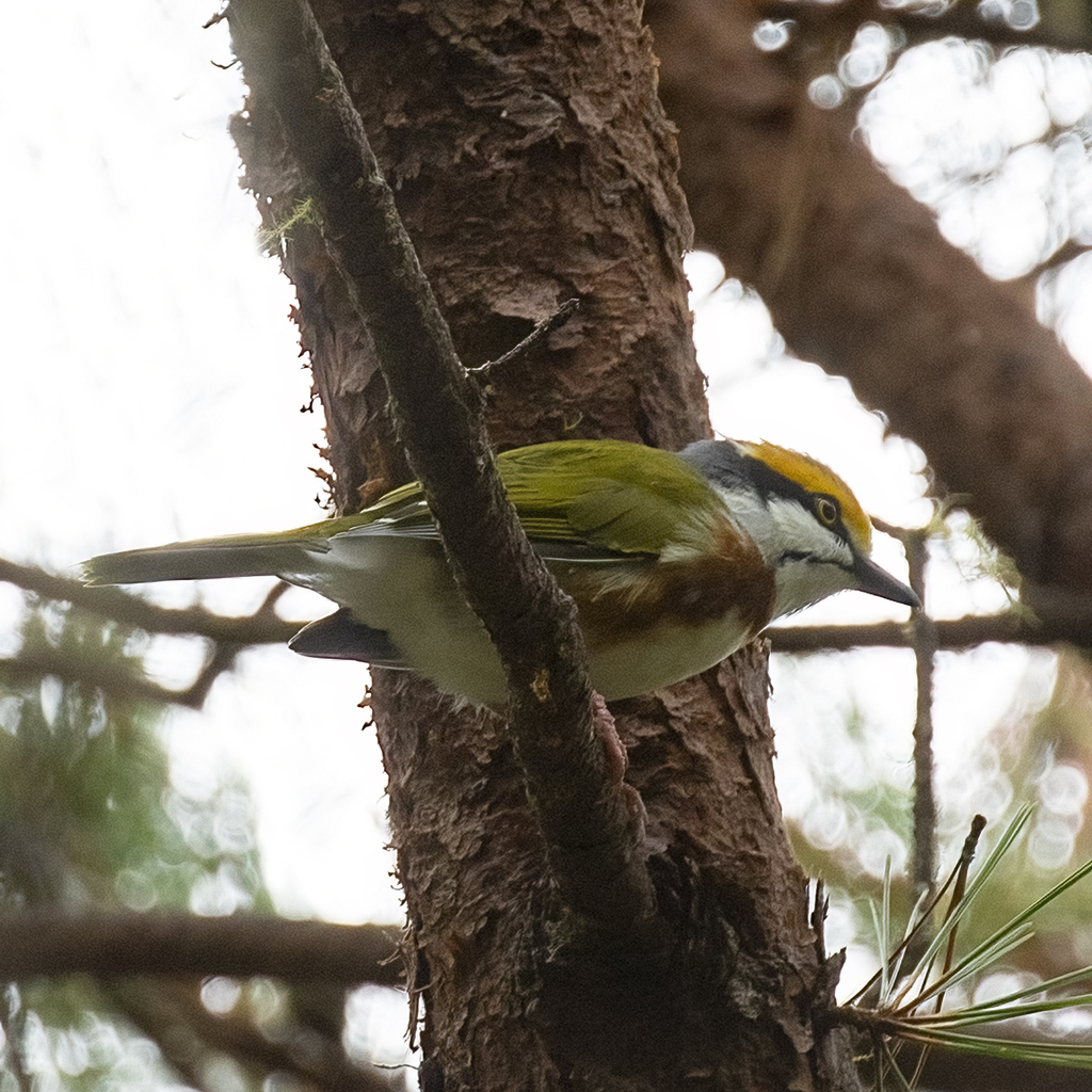 Chestnut-sided Shrike-Vireo