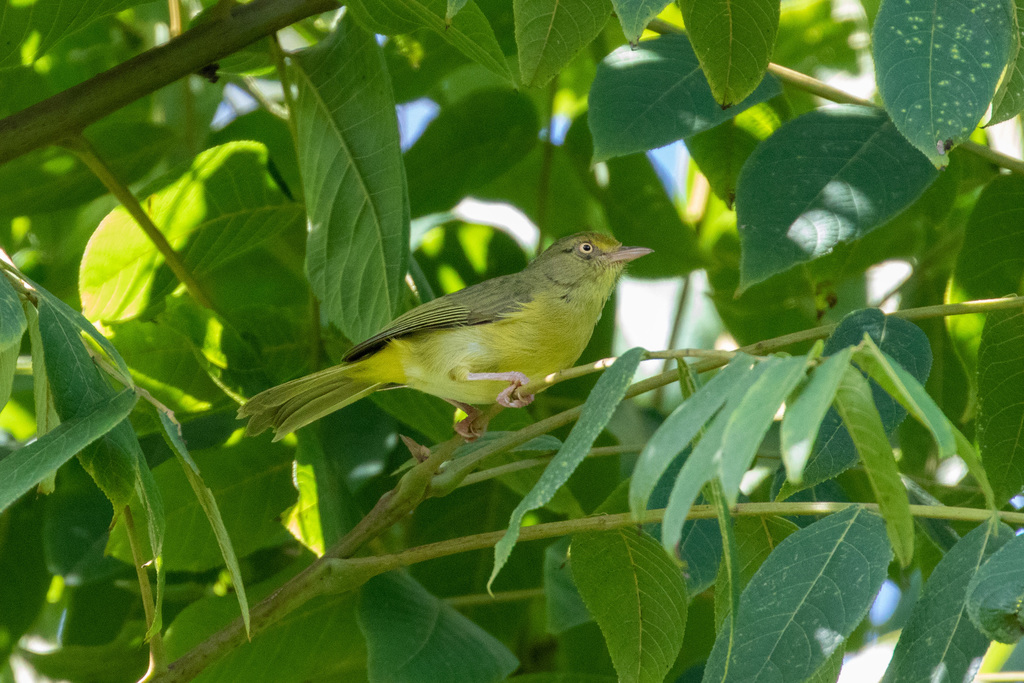 Olivaceous Greenlet