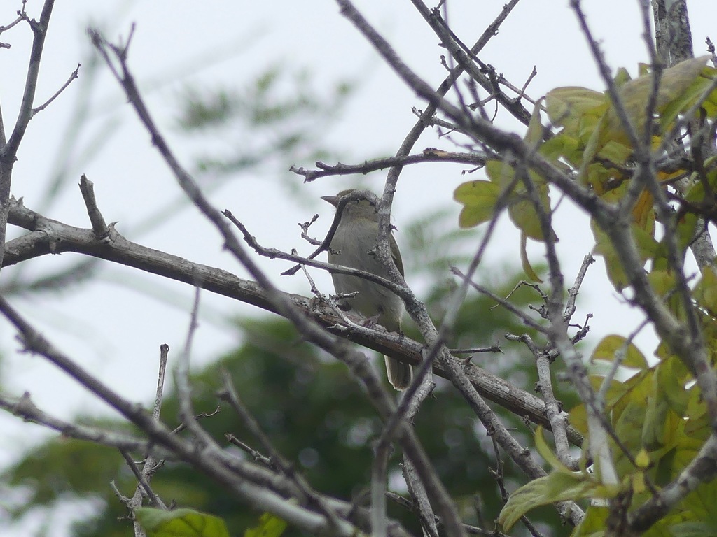 Grey-chested Greenlet