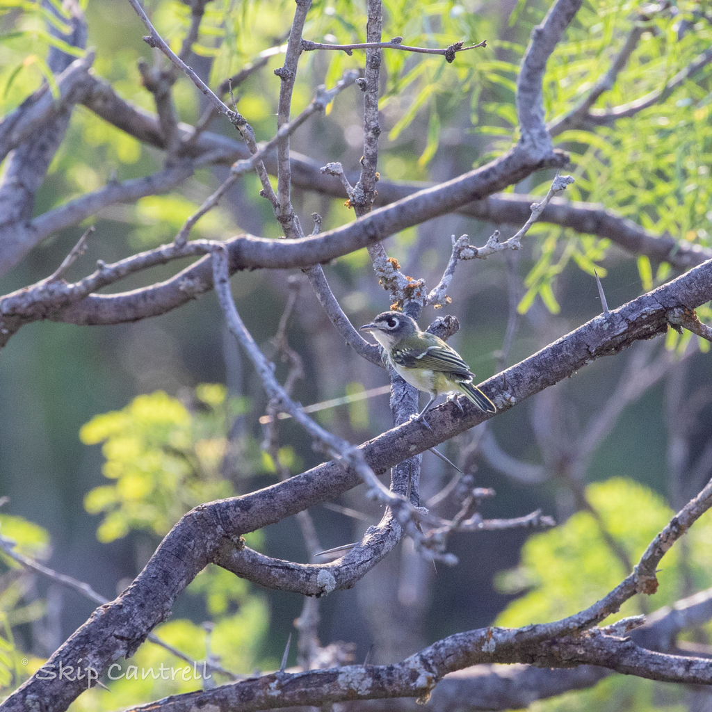 Black-capped Vireo