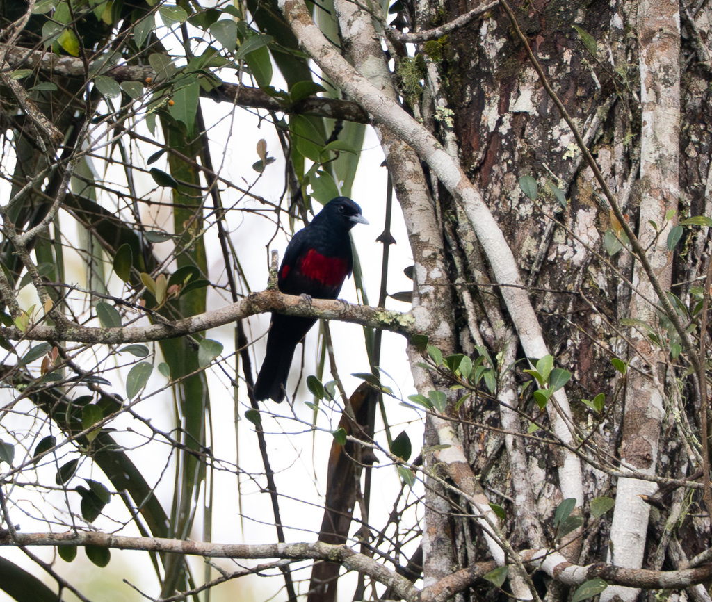 Black-and-crimson Oriole