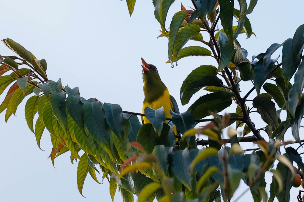 Green-headed Oriole