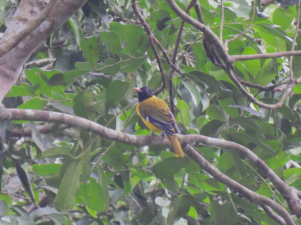 Western Oriole