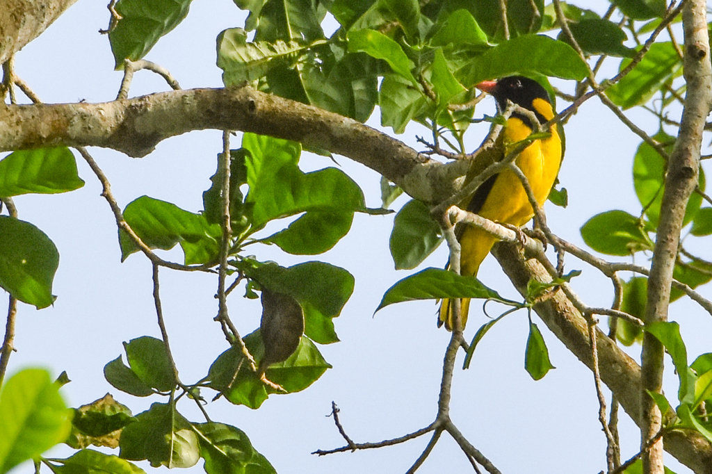 Black-winged Oriole