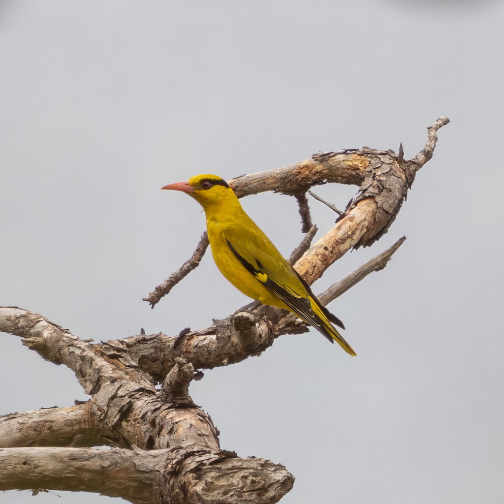 Oropéndola picofina