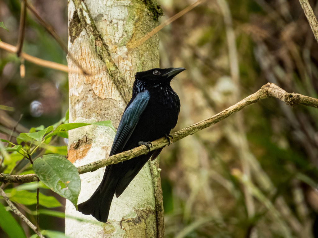 Sumatran Drongo