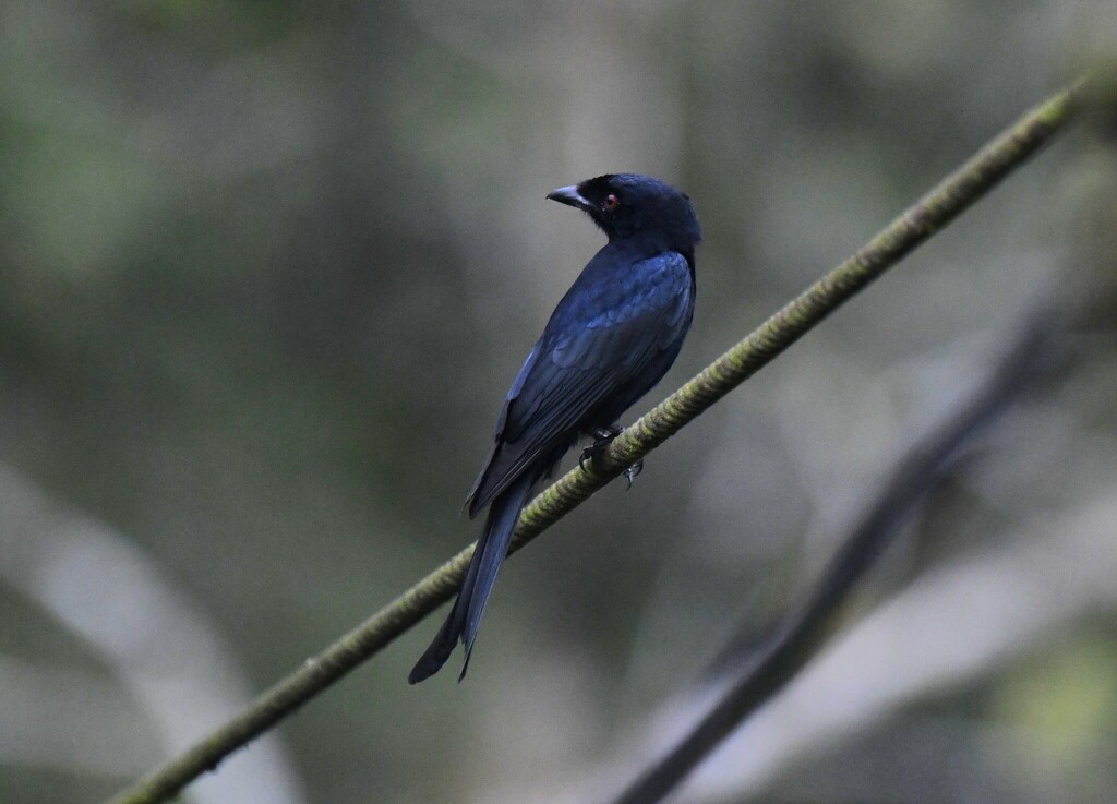 Velvet-mantled Drongo