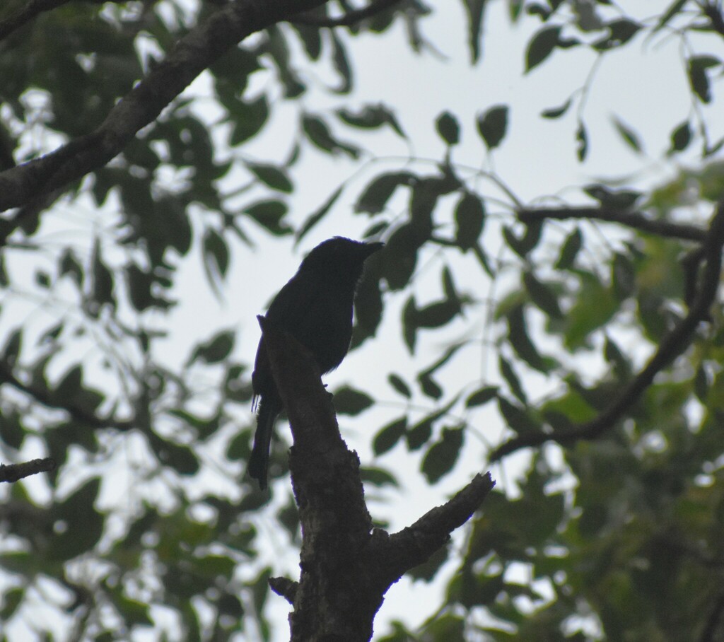 Square-tailed Drongo