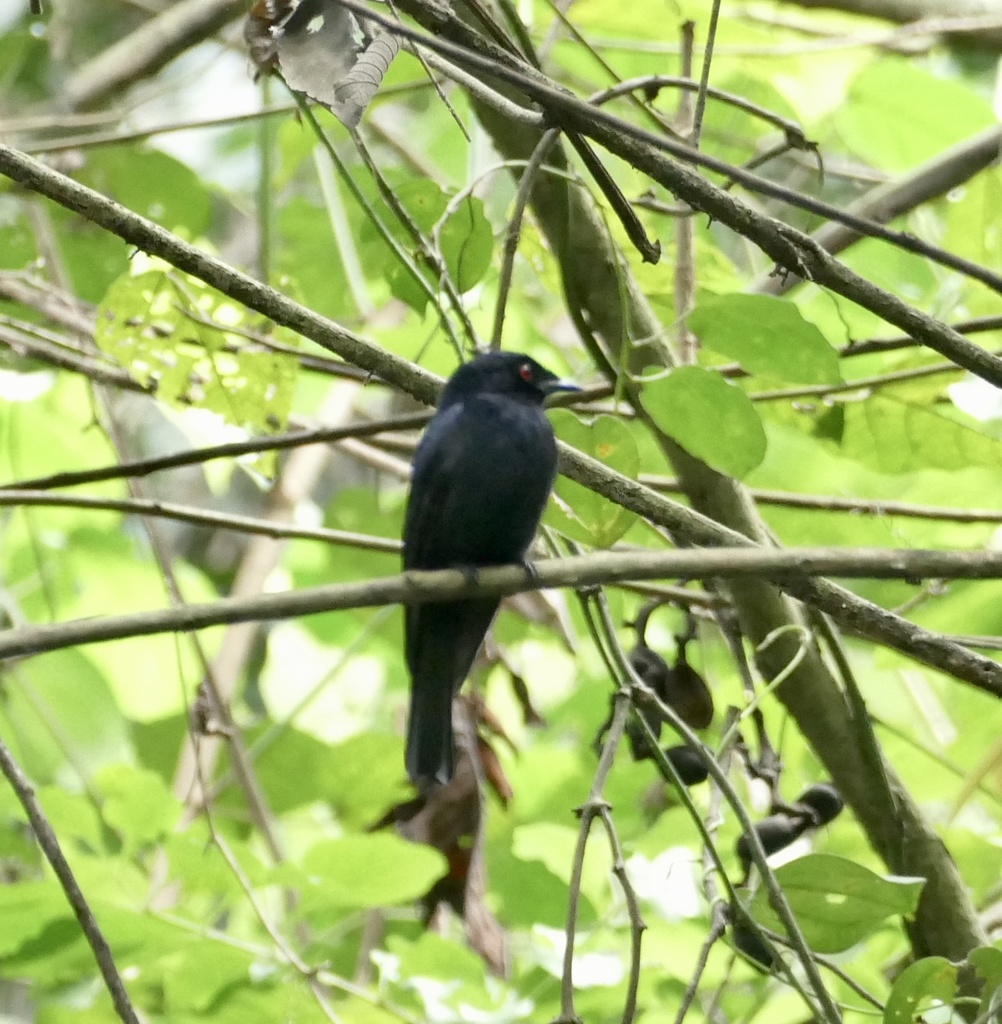 Sharpe’s Drongo