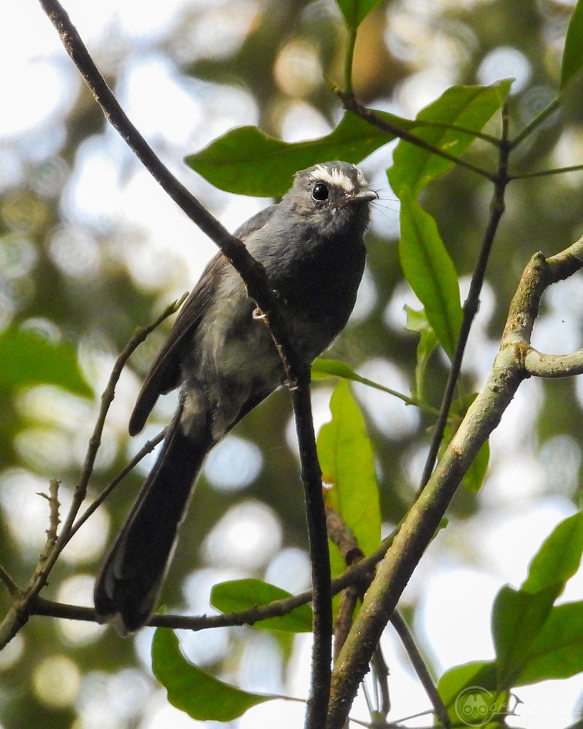 White-bellied Fantail
