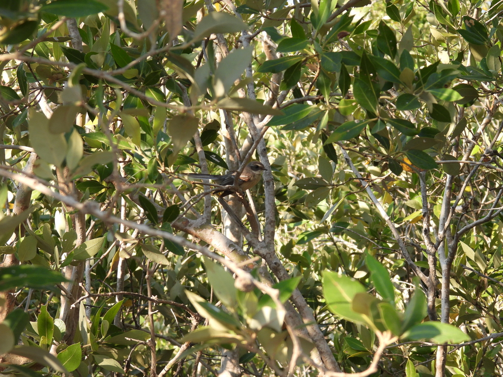 Mangrove Fantail
