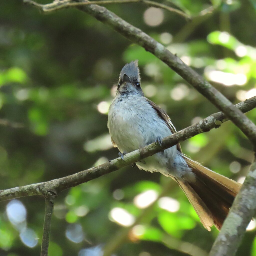 Blue-mantled Crested Flycatcher