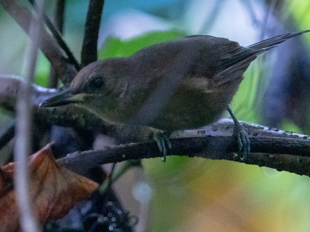 Fiji Shrikebill