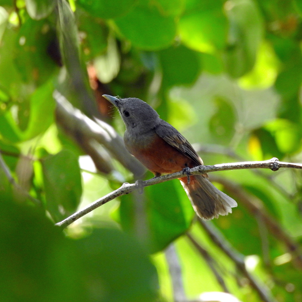 Island Monarch
