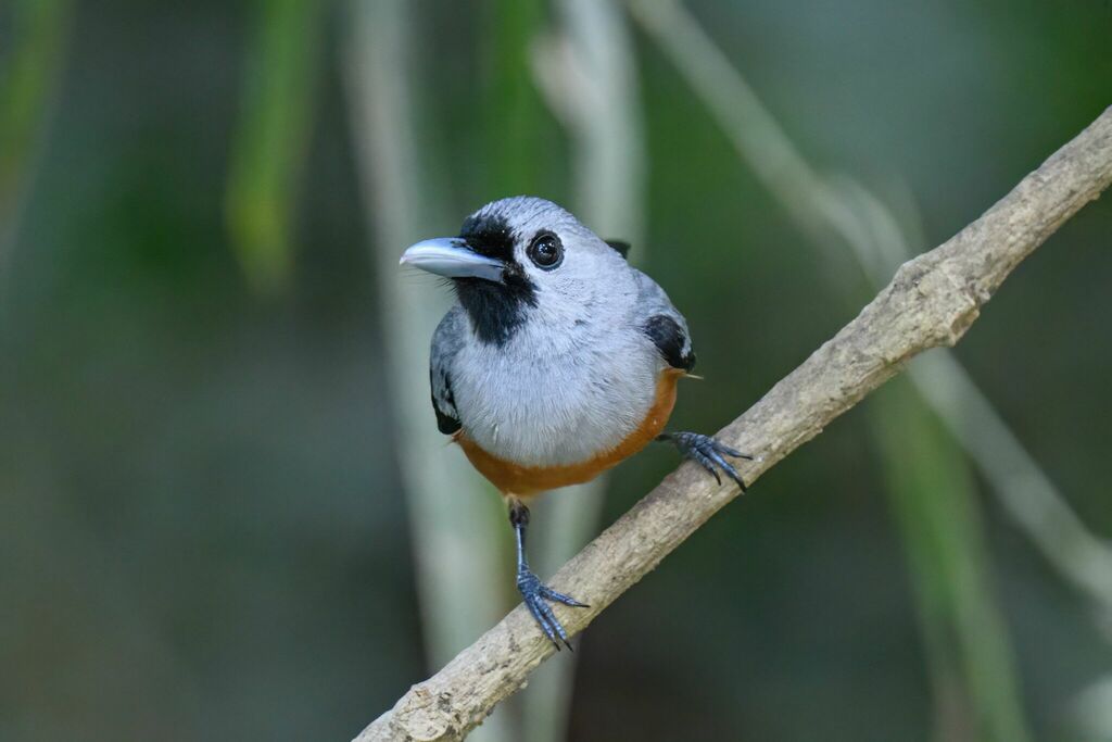 Black-winged Monarch