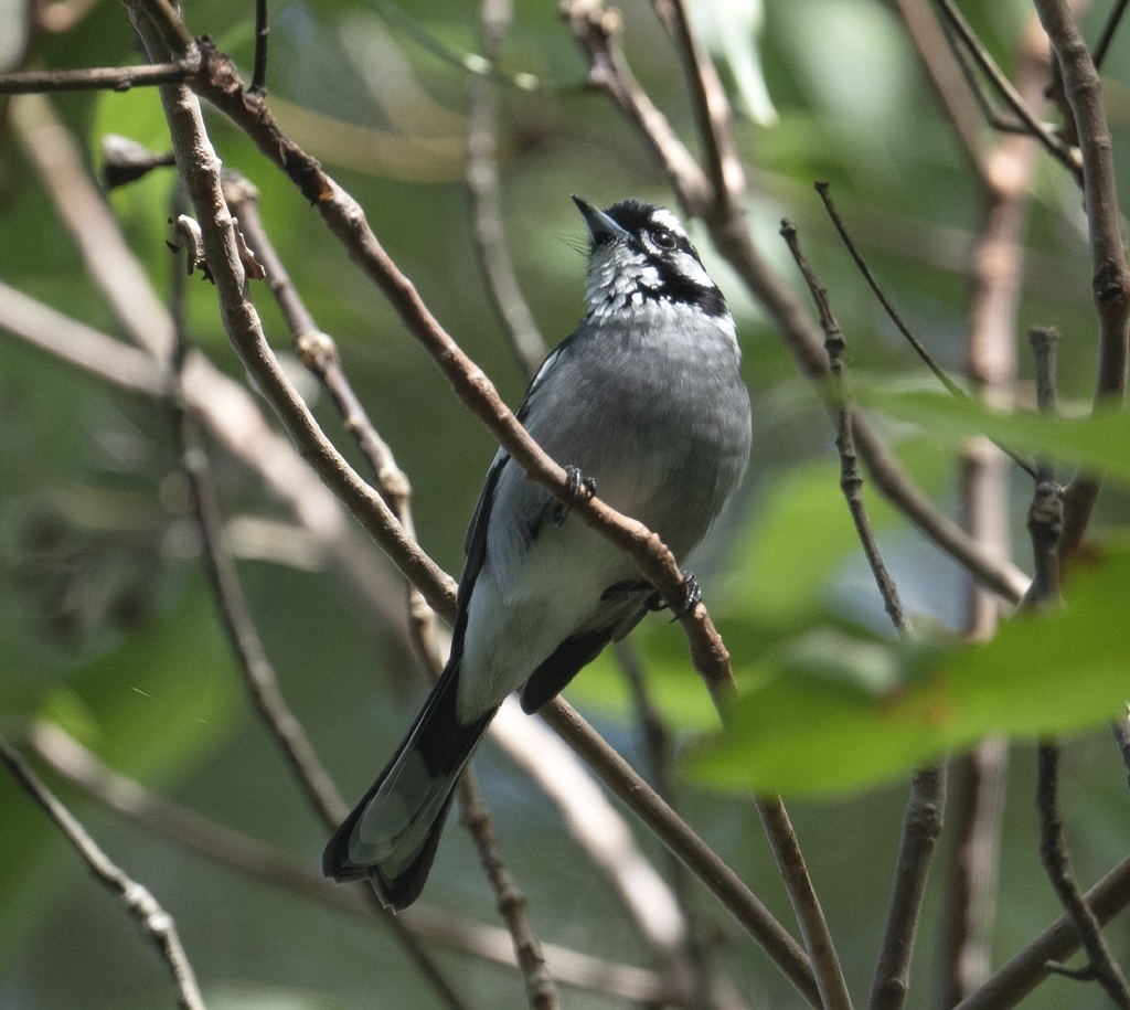 White-eared Monarch