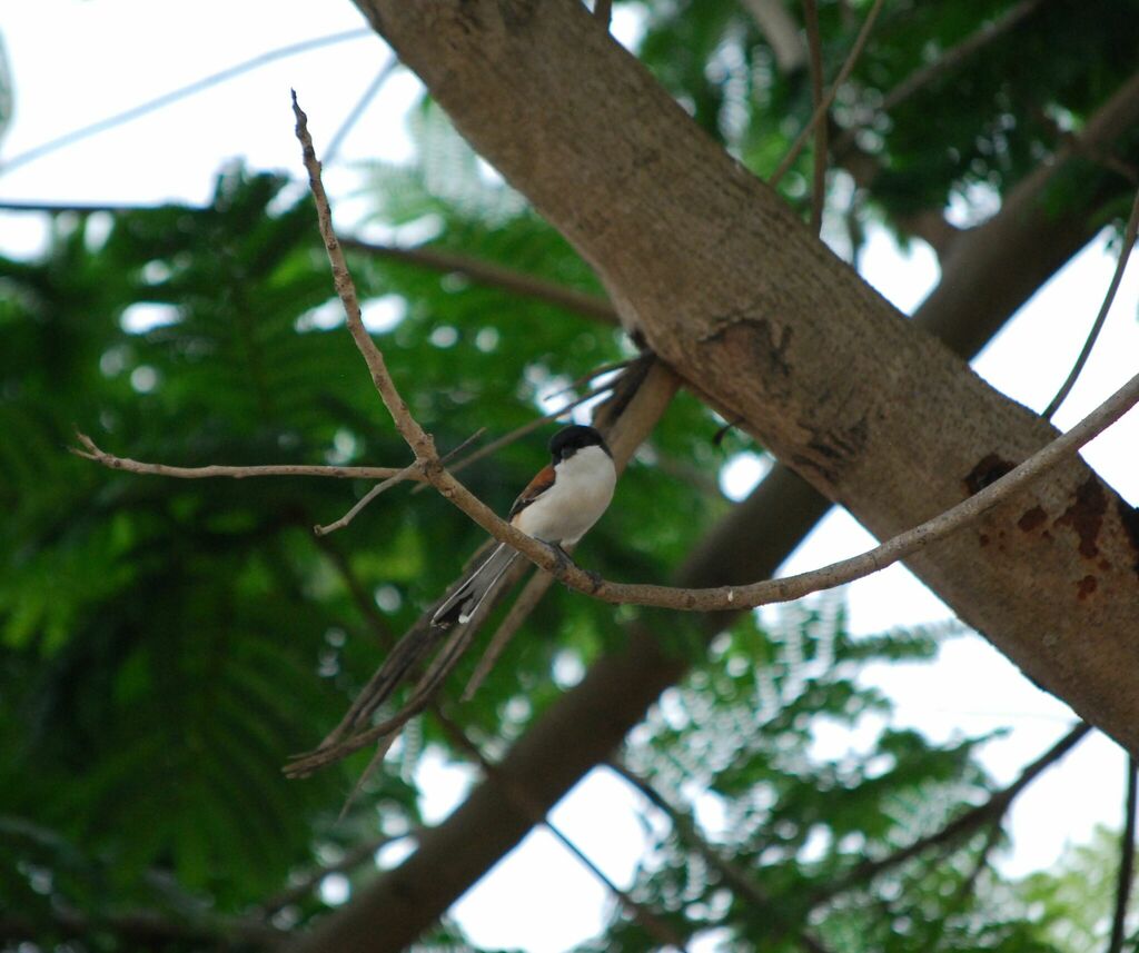 Burmese Shrike