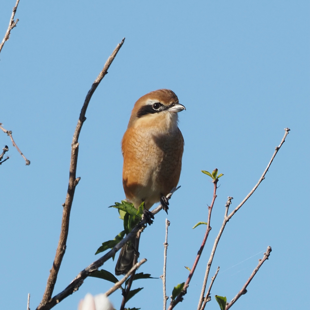 Bull-headed Shrike