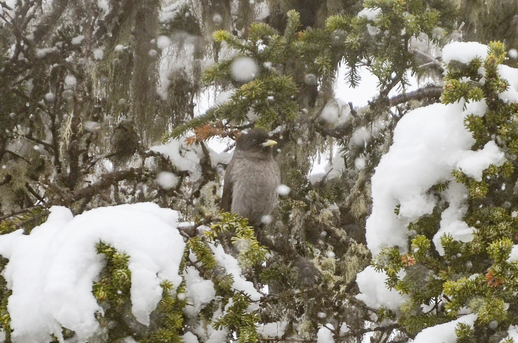 Sichuan Jay