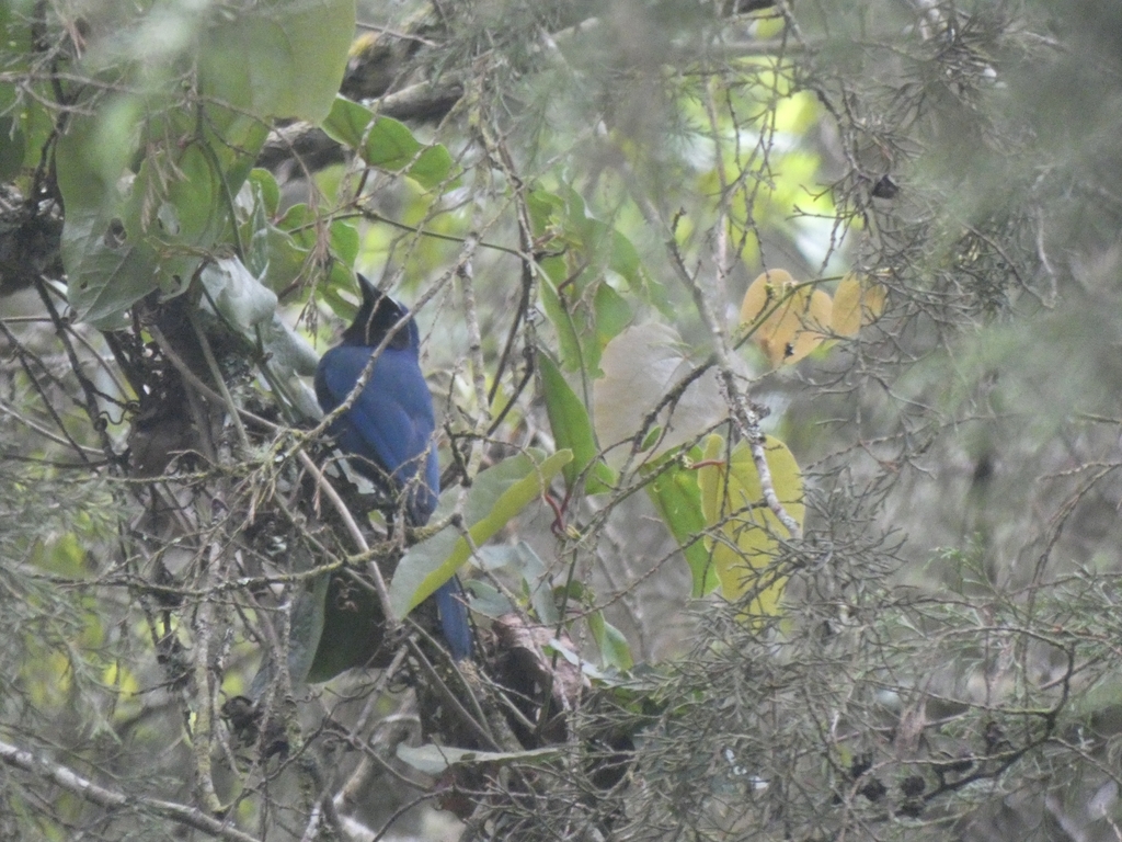 Black-throated Jay