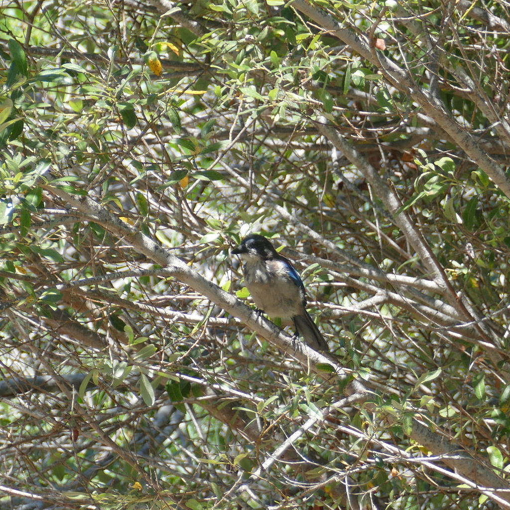 Island Scrub Jay
