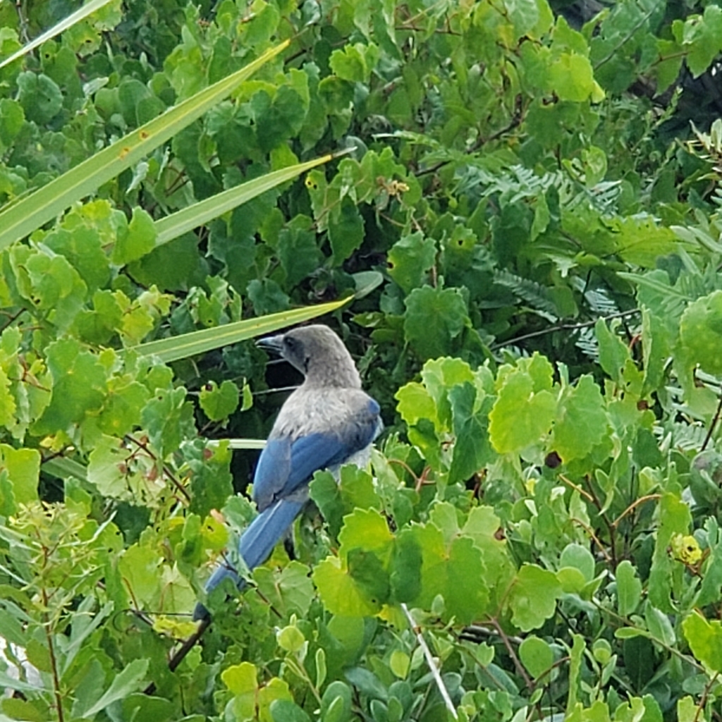 Florida Scrub Jay