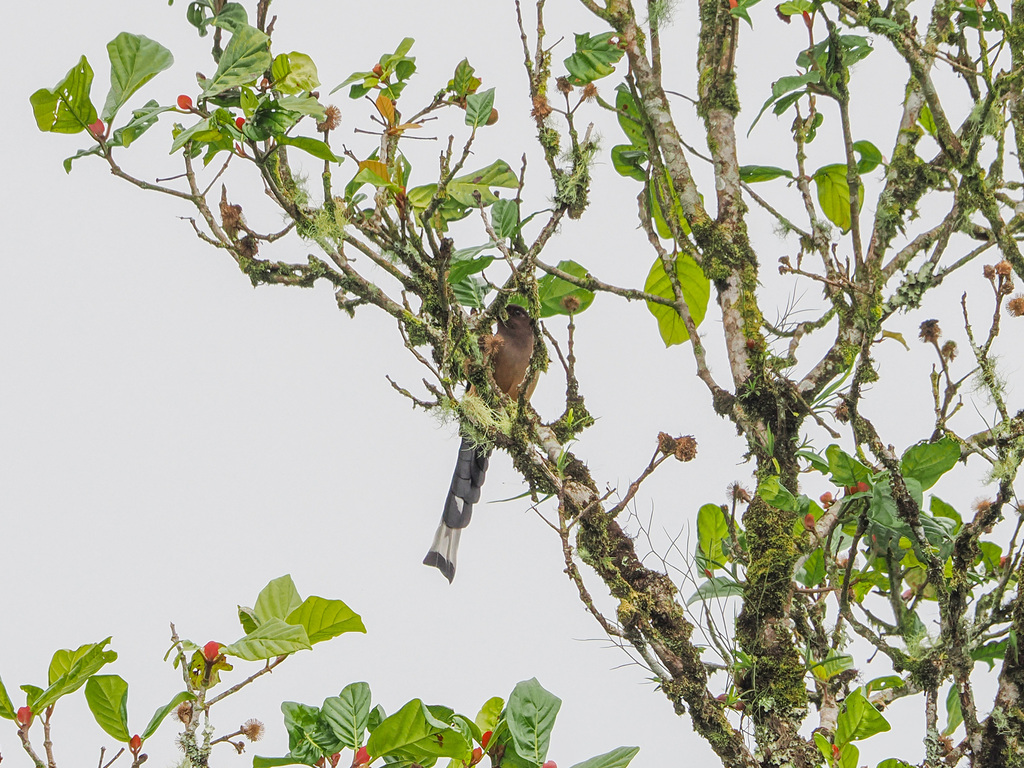 Sumatran Treepie