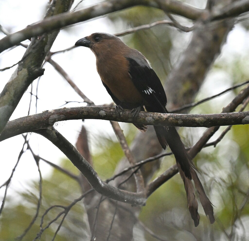Bornean Treepie