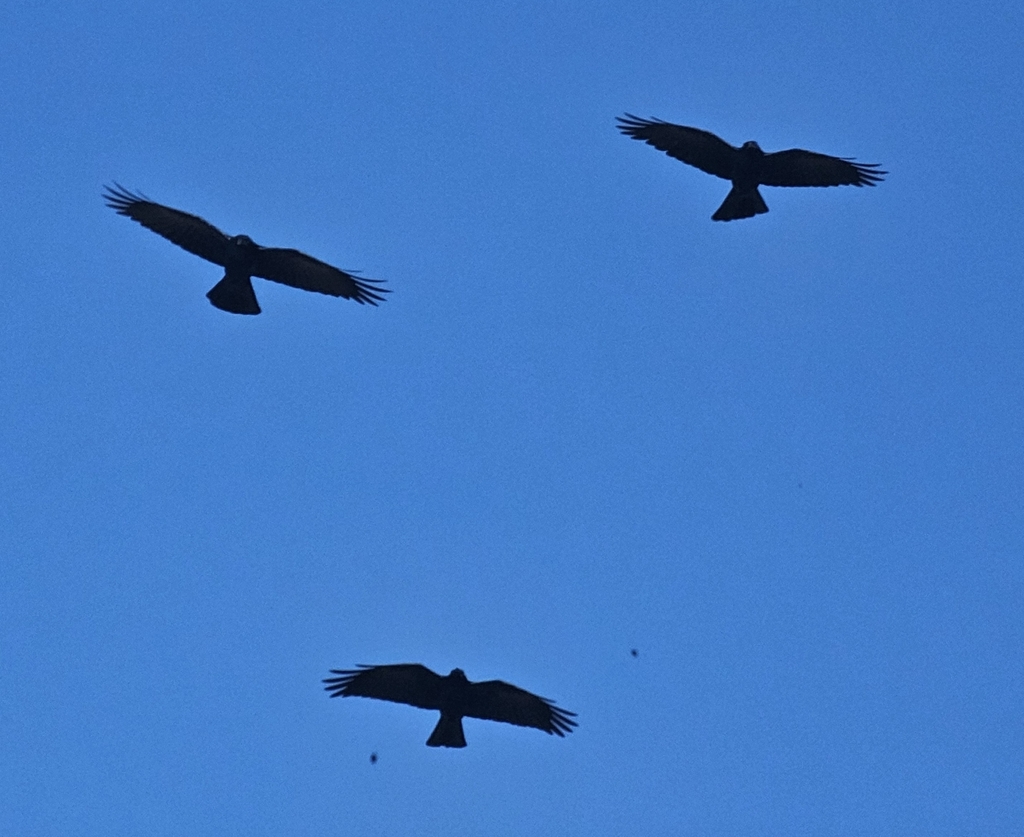 Tamaulipas Crow