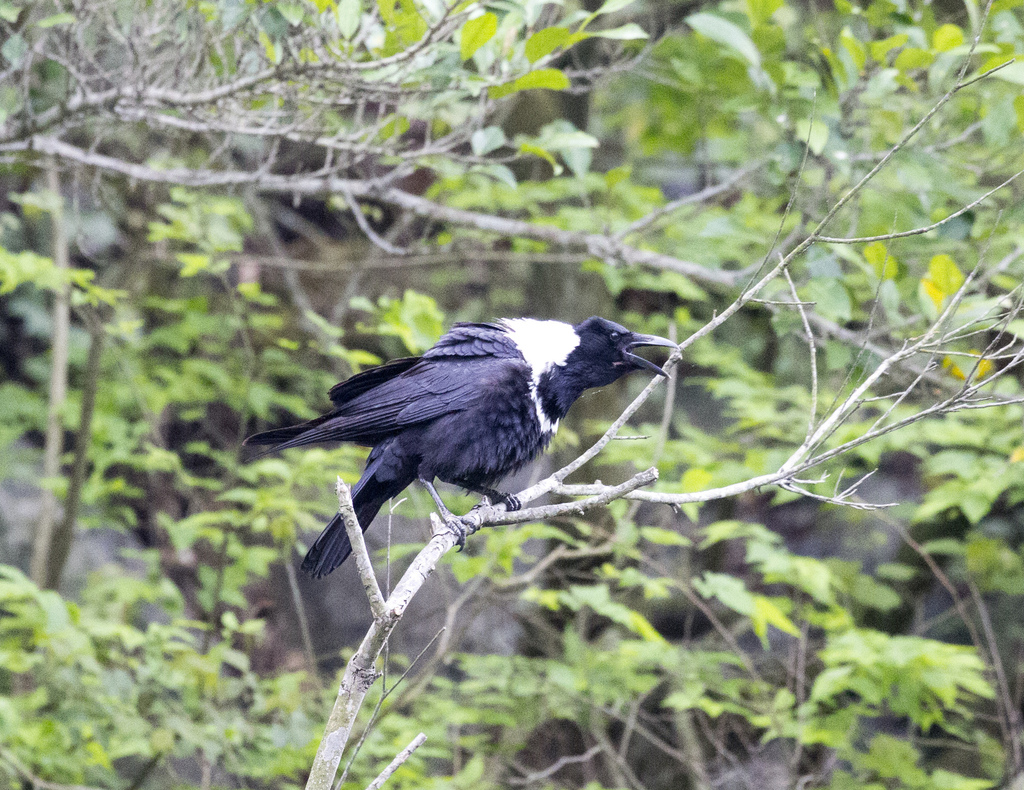 Collared Crow