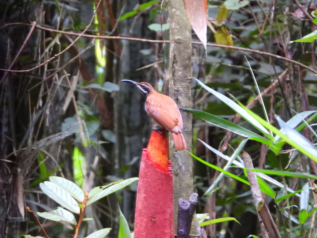 Magnificent Riflebird